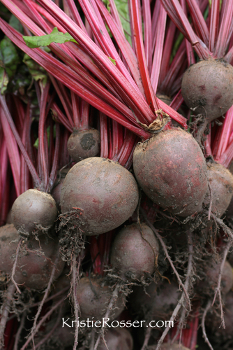 shutterstock_beets stems dirt