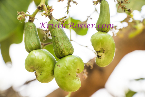 shutterstock_cashew-nut-on-tree-392539864